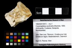 Foto (Objekt + Etiketten) von Cracensigillatus acutirostris (Moericke, 1889) 